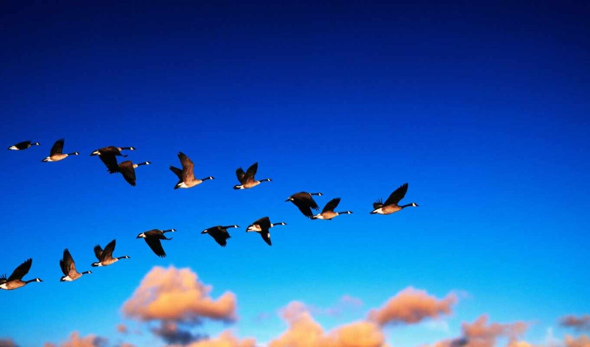 картинка из открытых источников 