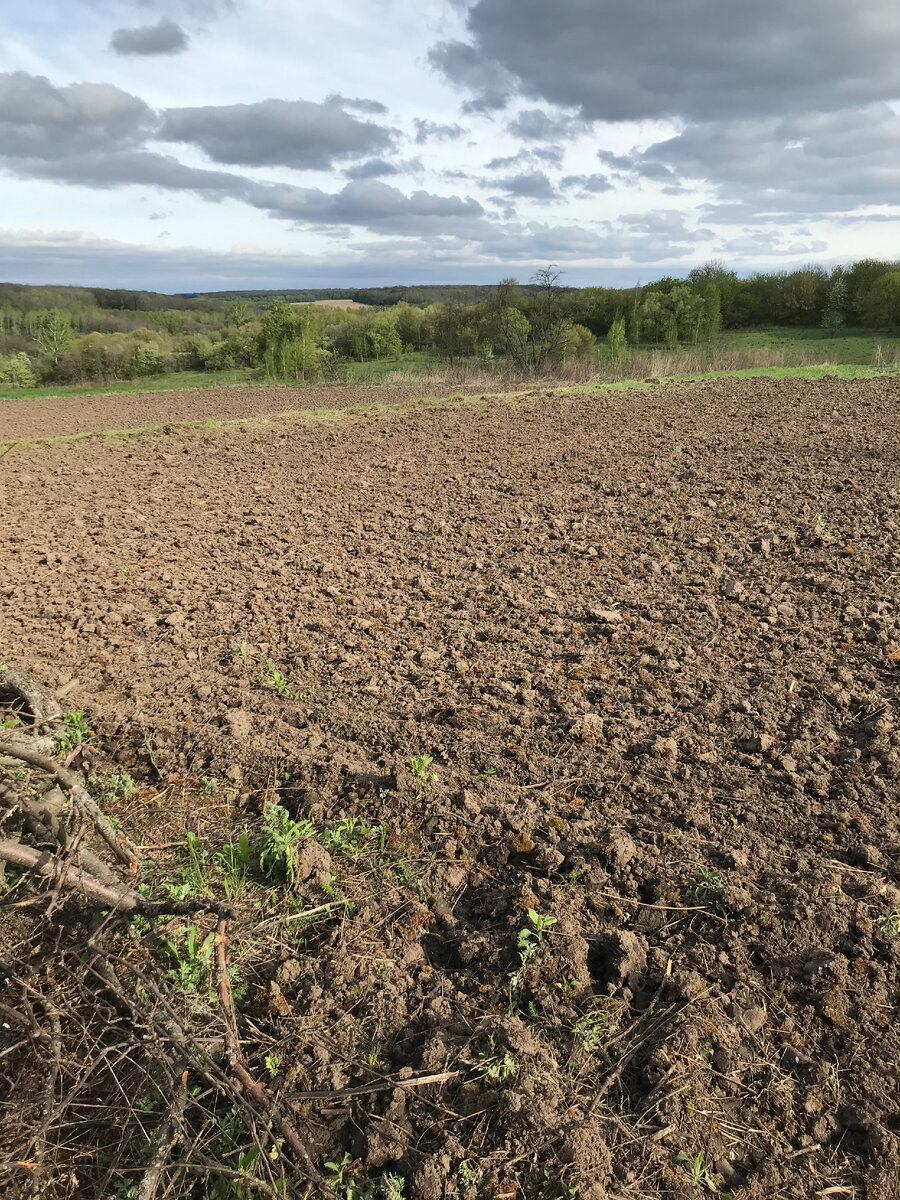Фото с места событий. Здесь будет огород