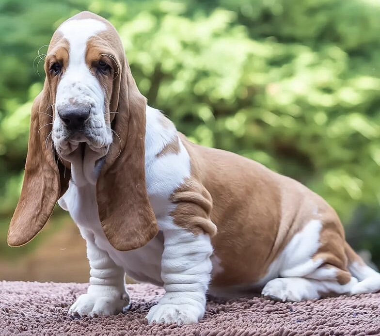 По своей преданности, самозабвенной любви бассет отличается от других собак. Но любовь эту надо завоевать. Гордые, себялюбивые, в некотором роде напоминают "кошку, которая гуляет сама по себе", а вот обиды не простят очень долго.