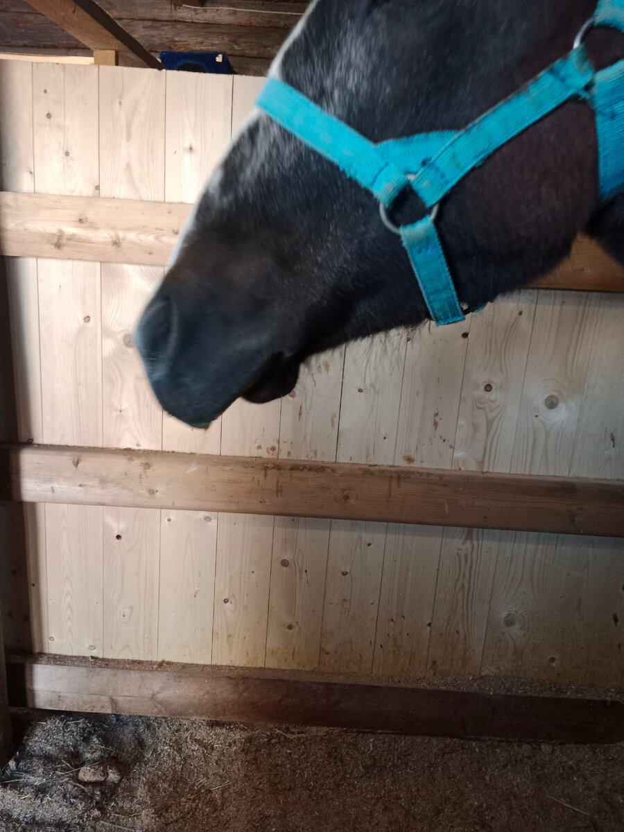 После укуса гадюки