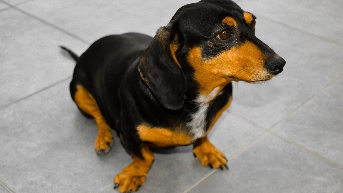    Черная такса с рыжими подпалинами сидит на полу, покрытом серой плиткой:Pixabay