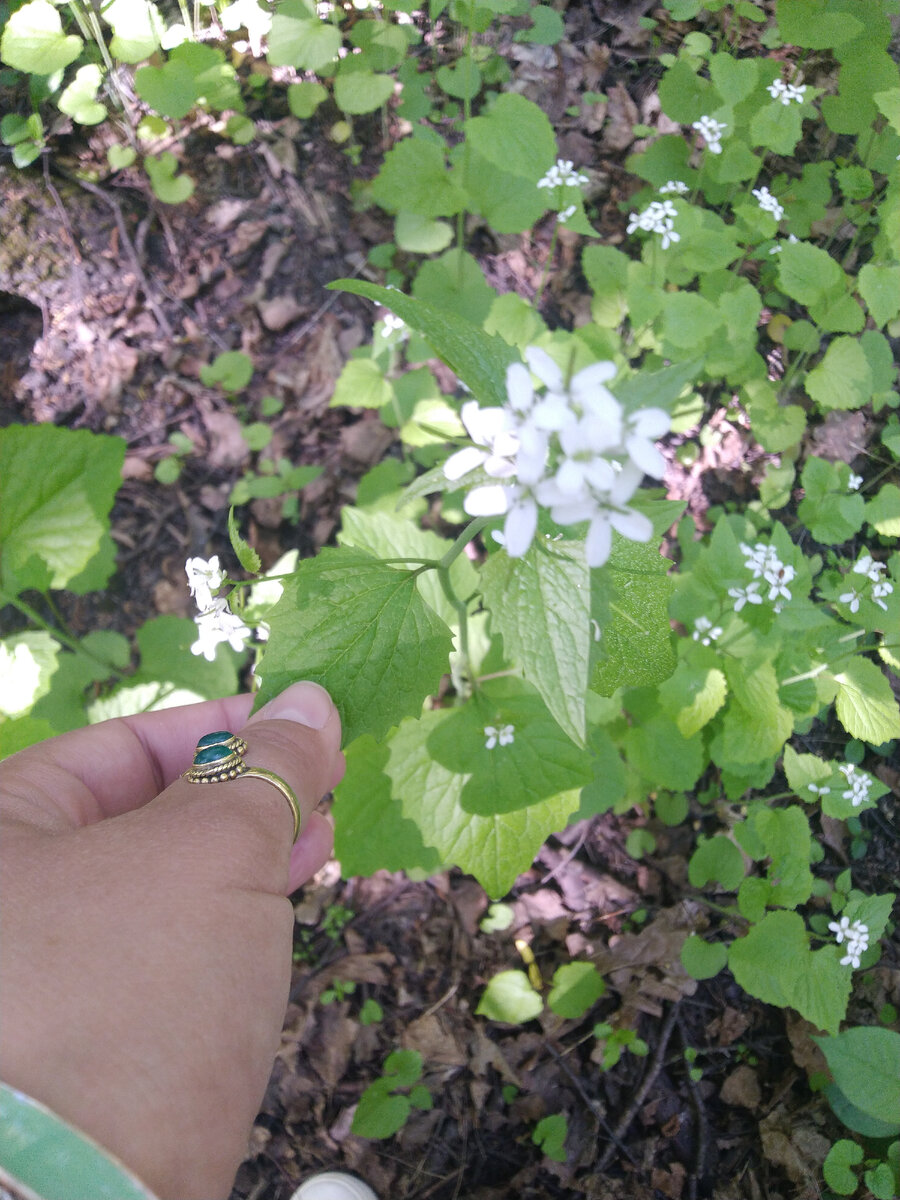 Чесночница черешчатая 