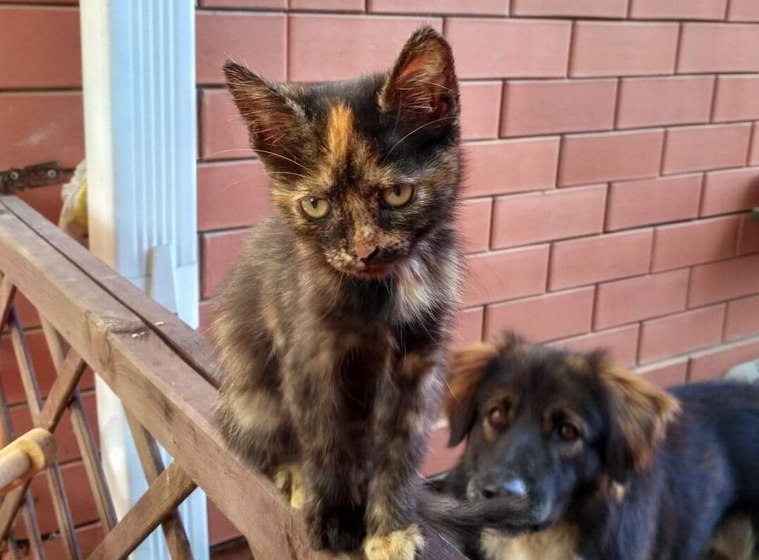 Тошка как раз в тот день, когда я ее нашла. На заднем плане Мишка, тоже найденыш.