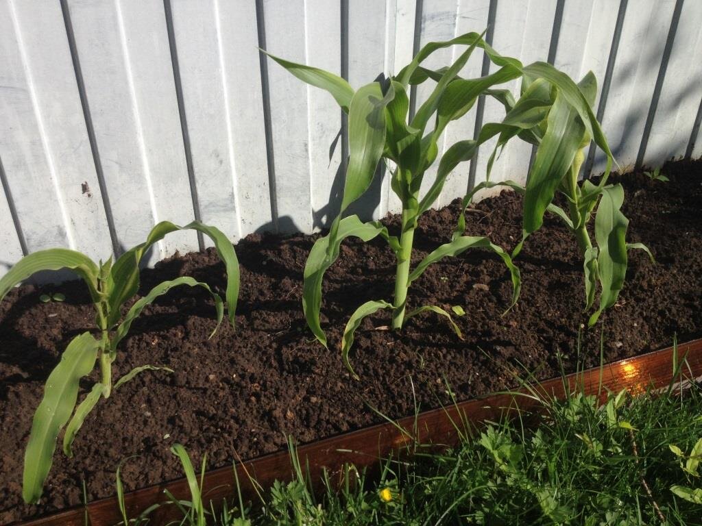 Как посадить кукурузу: преимущества «подзаборной» посадки
