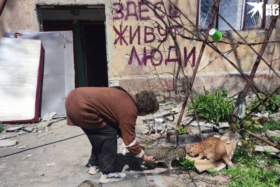    Кота спасли в Мариуполе, он чудом выжил. Фото: Предоставлено волонтерами фонда «Кошкин дом Донецк»