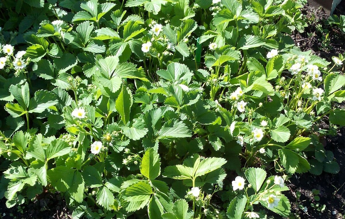 цветет виктория-клубника