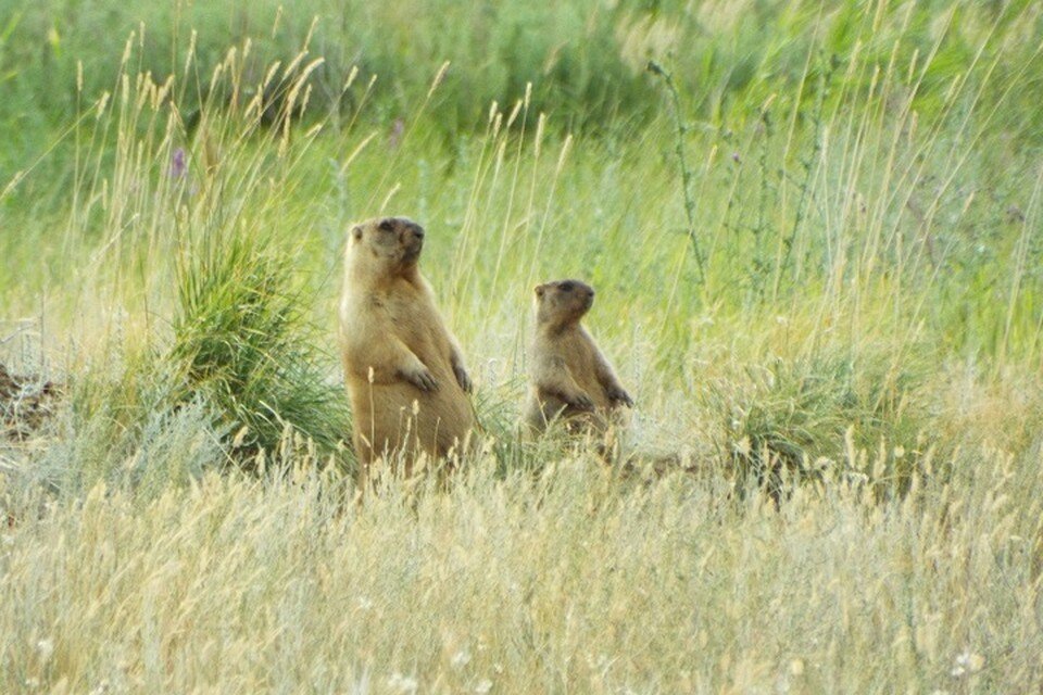   Ульяновские сурки могут в первую очередь заселить Шигонский район / Фото: Самарский университет