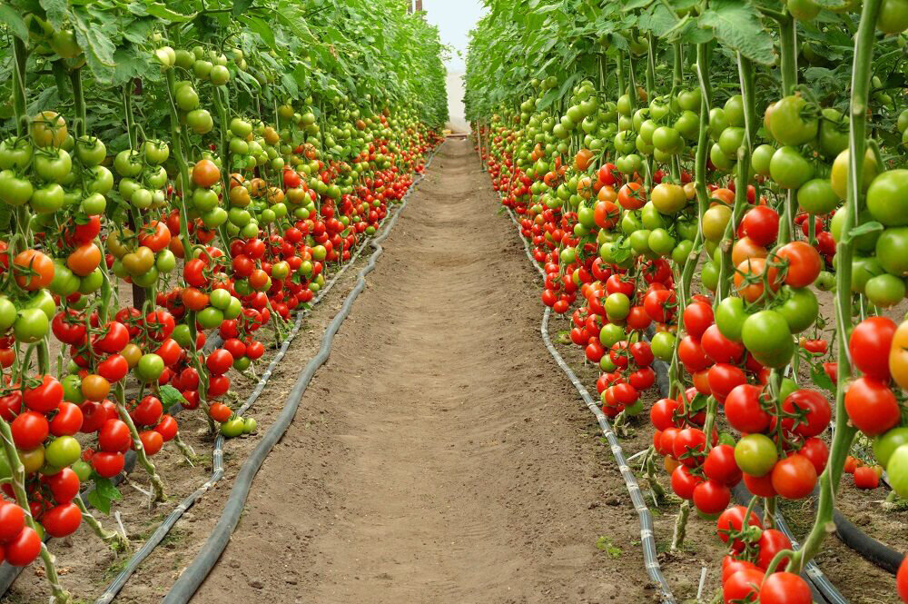 Метод выращивания томатов по Маслову существует уже больше 40 лет. Просто многие ее путают с технологией, которая используется при пересадке переросшей рассады.