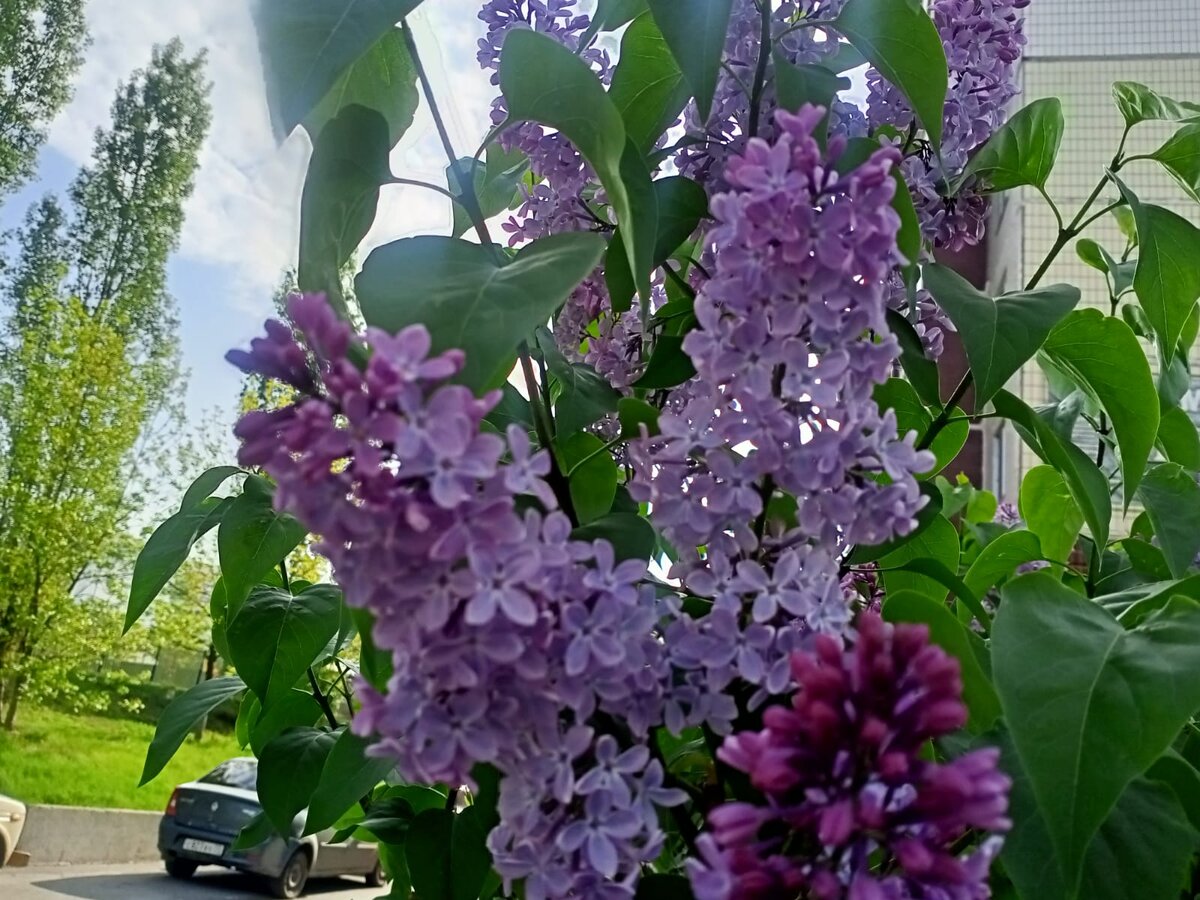 Наш город утопает в сирени