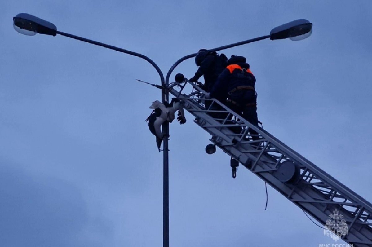    В Калининградской области МЧС пришлось спасать аиста