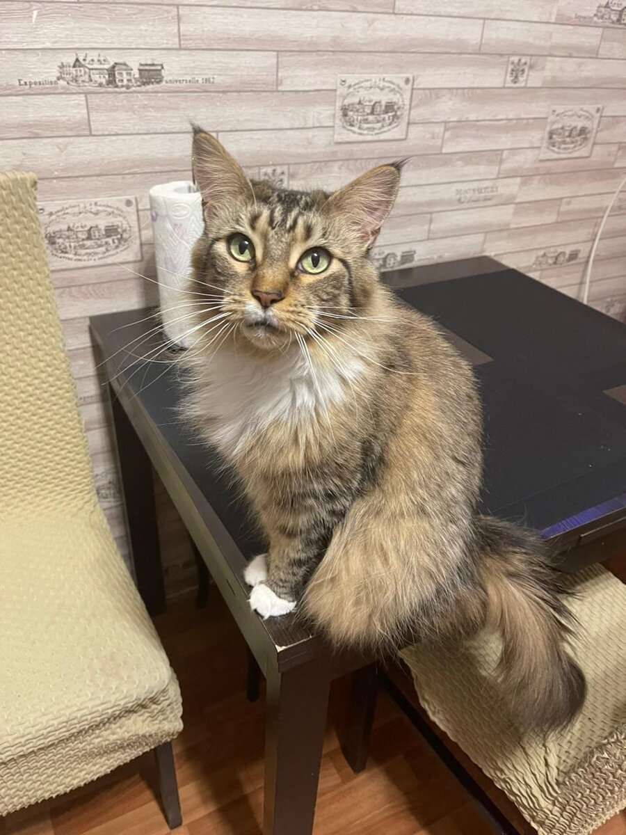 Одно из фото в объявлении. Эти глаза...