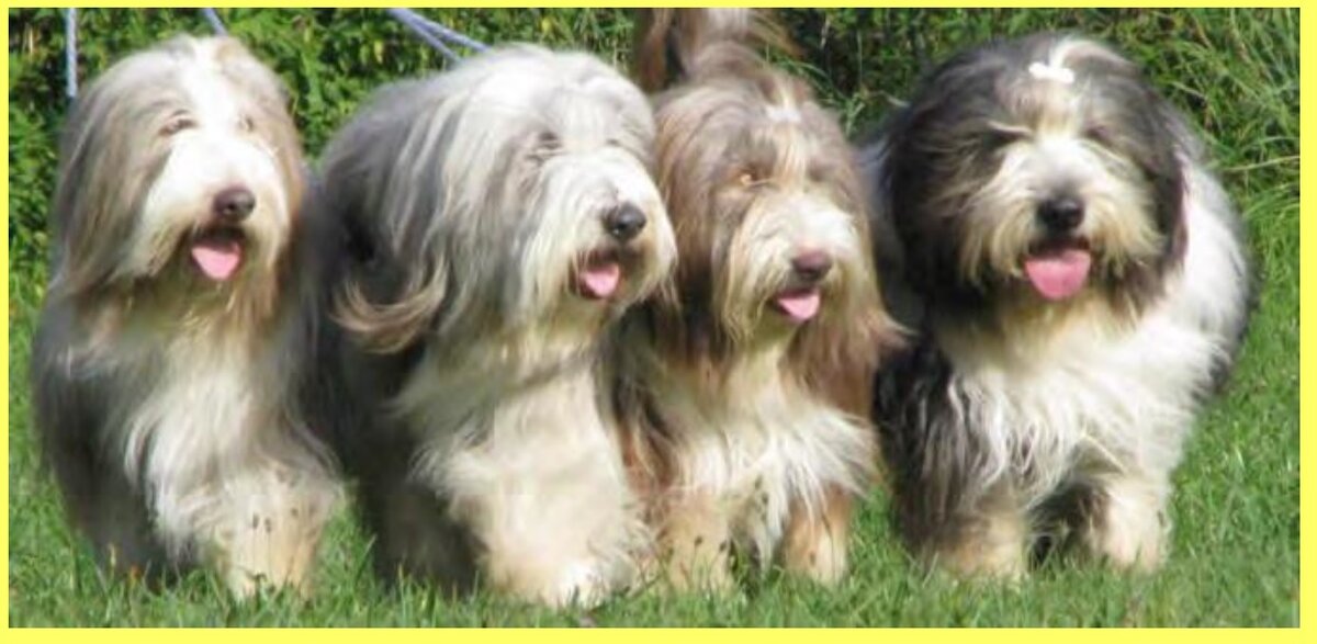 Взрослые бородатые колли четырех основных окрасов: •fawn, blue, brown, and black/slate
•Палевый (лиловый), голубой(серый), коричневый и черный