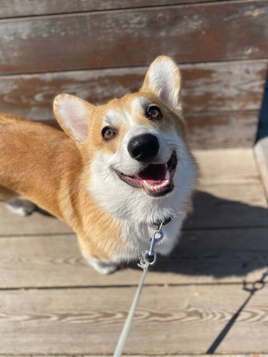 Корги Томи ❤️