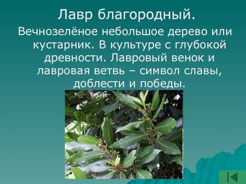 Фото: thepresentation.ru