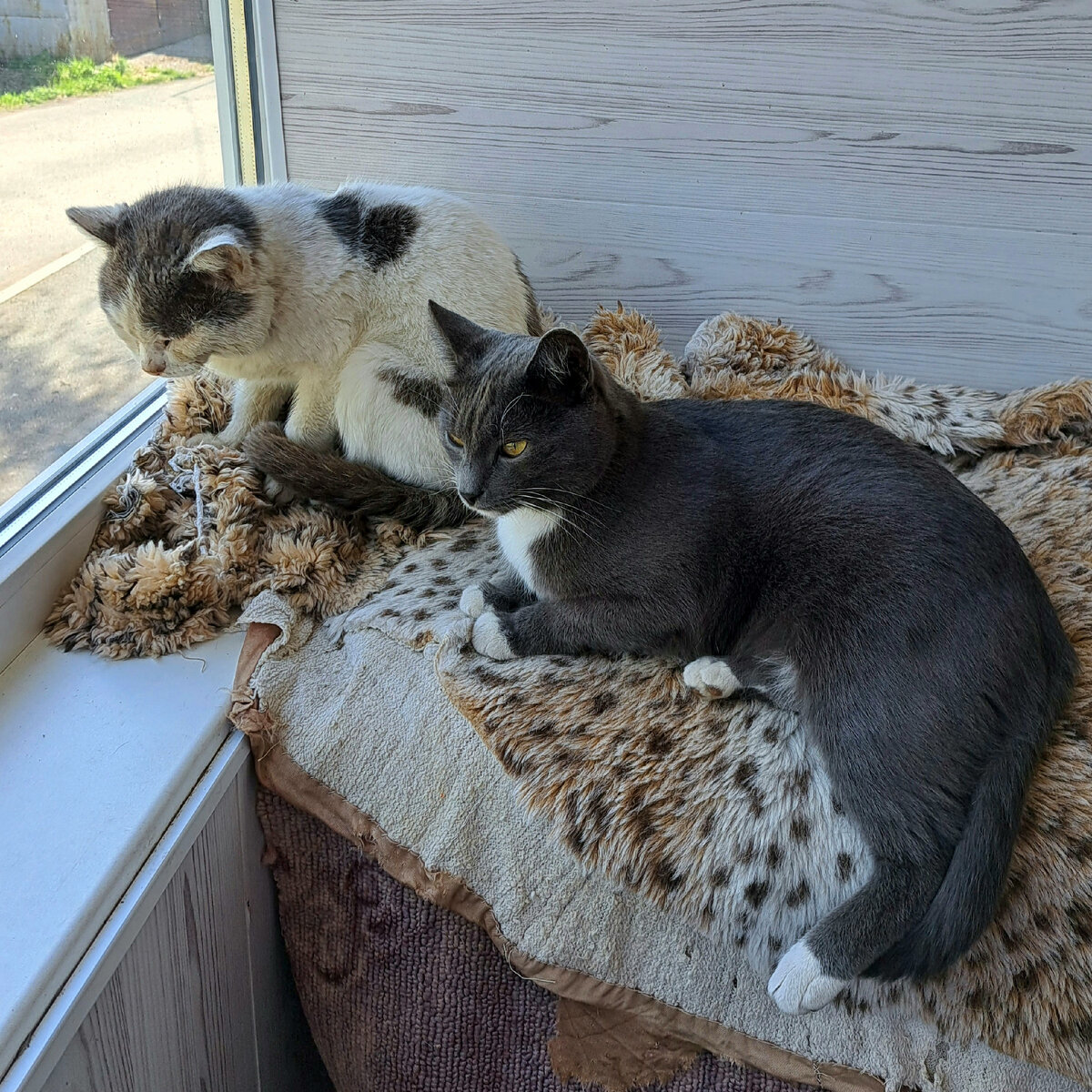 Дней 10 назад Кот уже был болен и Буся его не прогнал...