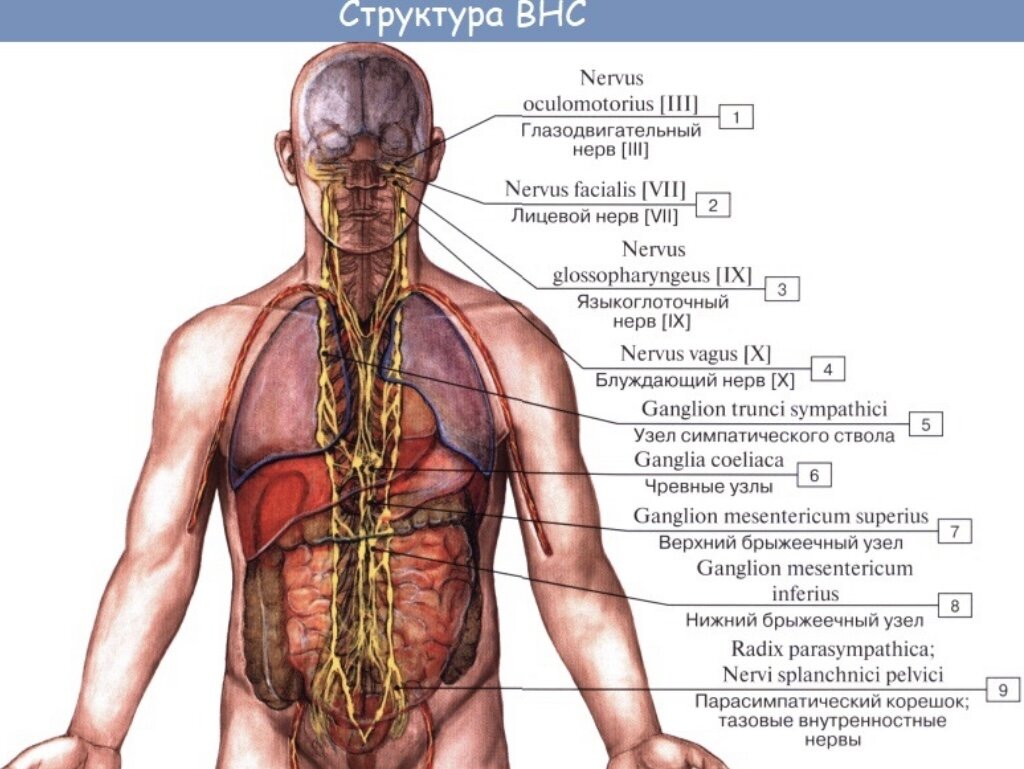 боль в спине. гортань и шейный отдел позвоночника. боль при глотании при шейном остеохондрозе. горло при шейном остеохондрозе. шея со спины.