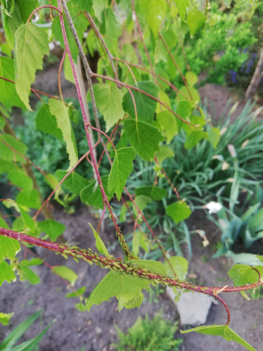 Тля на березе - и такая "красота" на каждой ветке