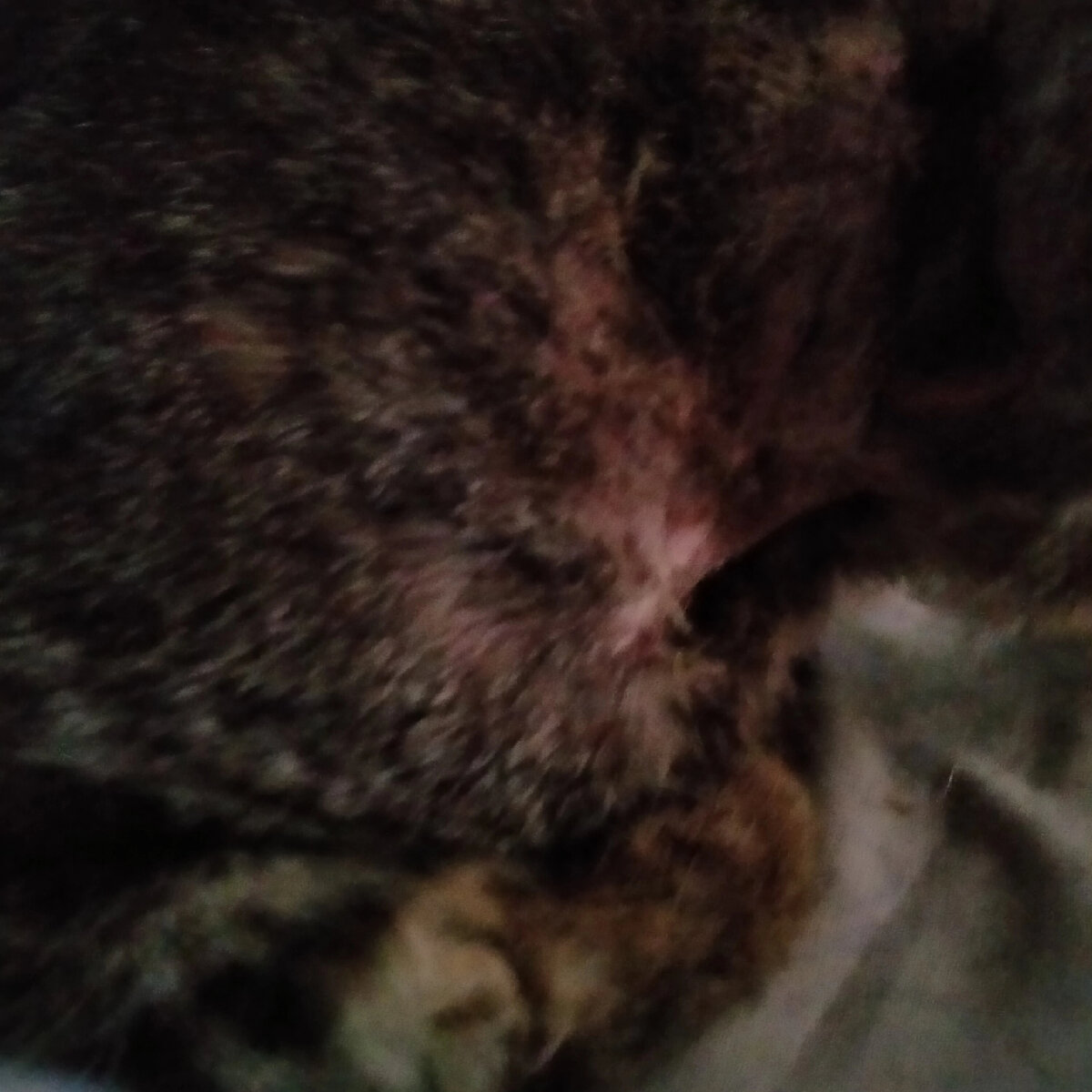 В Дюртюлях недавно был сбит кот. Мы не успели выпустить пост на сбор. Кот умер по дороге в Пермь. Расходы немалые. 