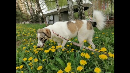 Весенние зарисовки. На прогулках с Жулей