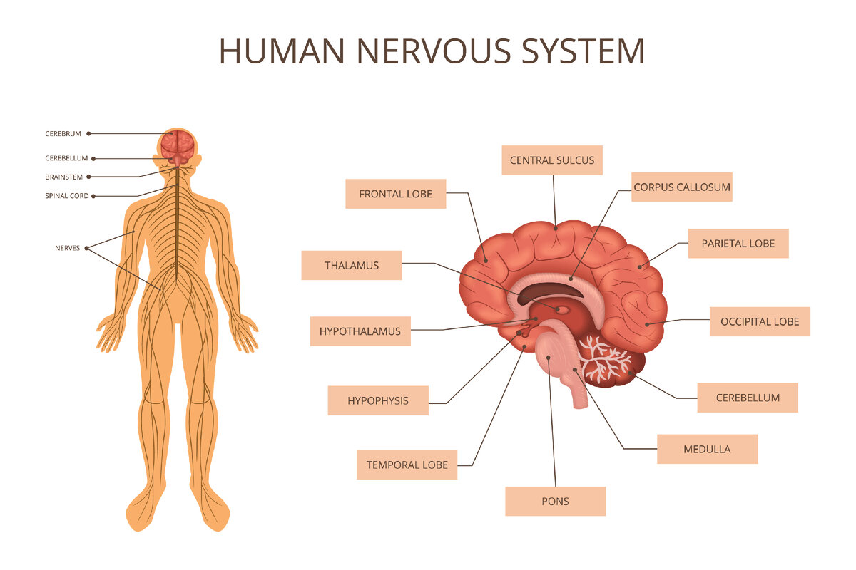 <a href="https://www.freepik.com/free-vector/human-body-organ-systems-infographic_26765195.htm#query=%D1%81%D0%B8%D0%BC%D0%BF%D0%B0%D1%82%D0%B8%D1%87%D0%B5%D1%81%D0%BA%D0%B0%D1%8F%20%D0%BD%D0%B5%D1%80%D0%B2%D0%BD%D0%B0%D1%8F%20%D1%81%D0%B8%D1%81%D1%82%D0%B5%D0%BC%D0%B0&position=16&from_view=search&track=ais">Image by macrovector</a> on Freepik