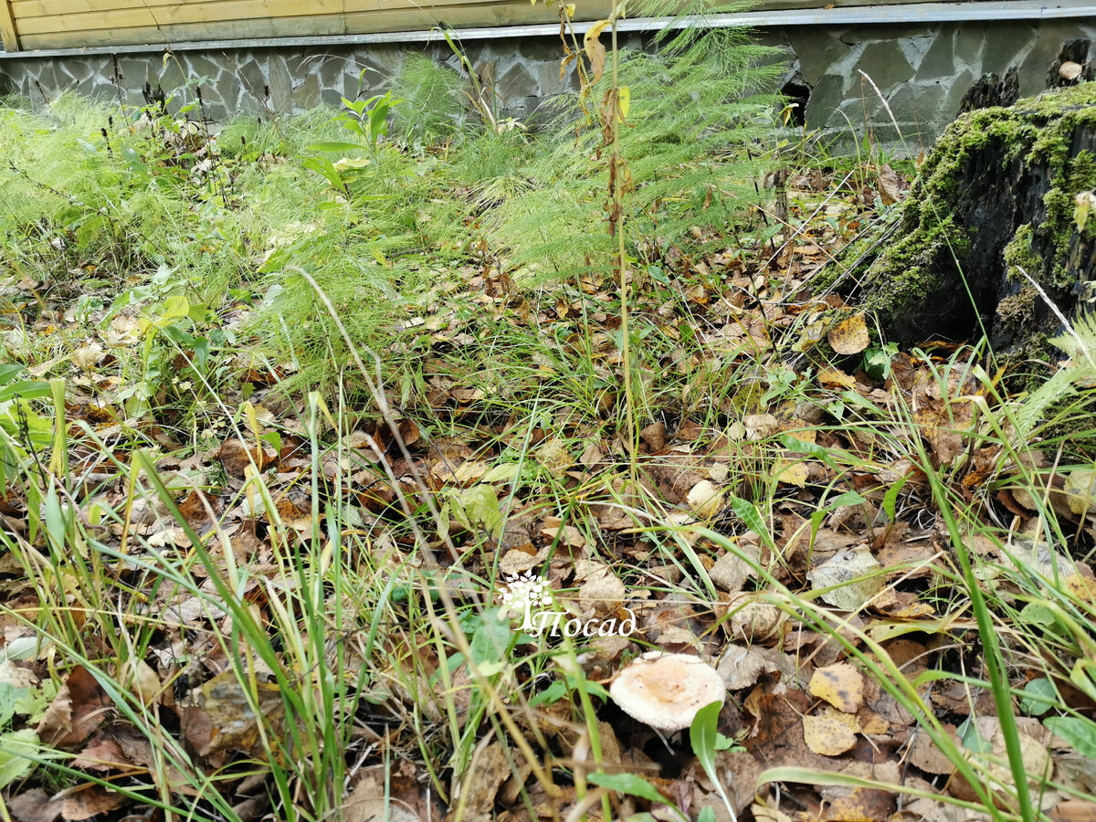 Волнушка, что выросла у нас на участке.