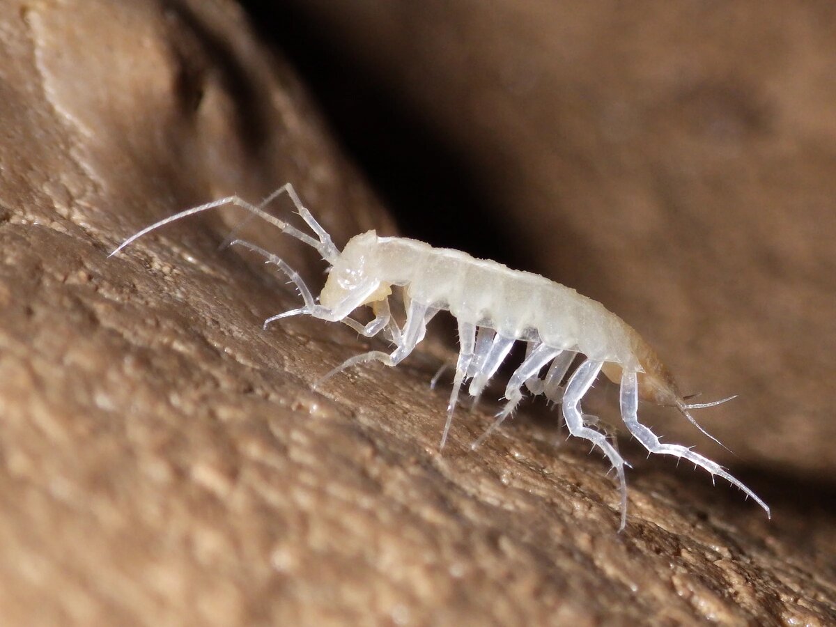 Мокрица Tauroligidium stygium Фото: Григорий Прокопов