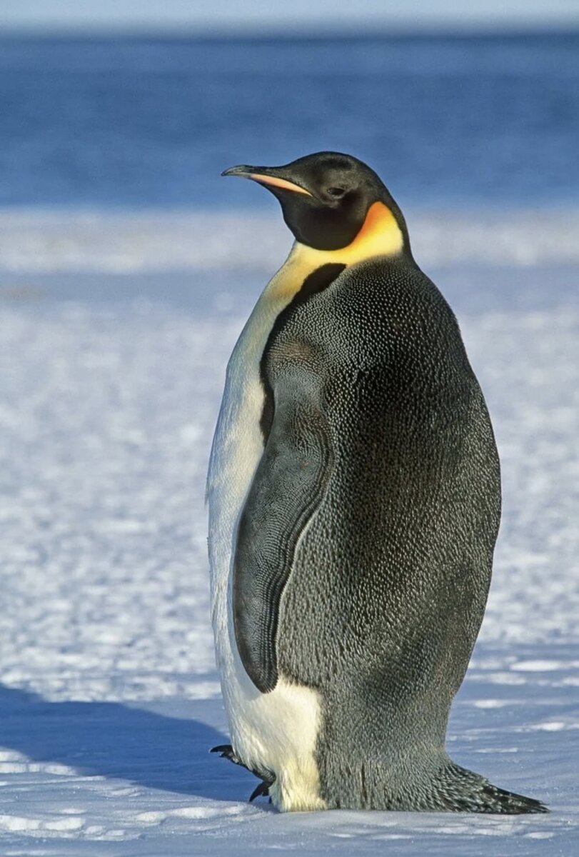 Пингвин. Фото из Интернета.