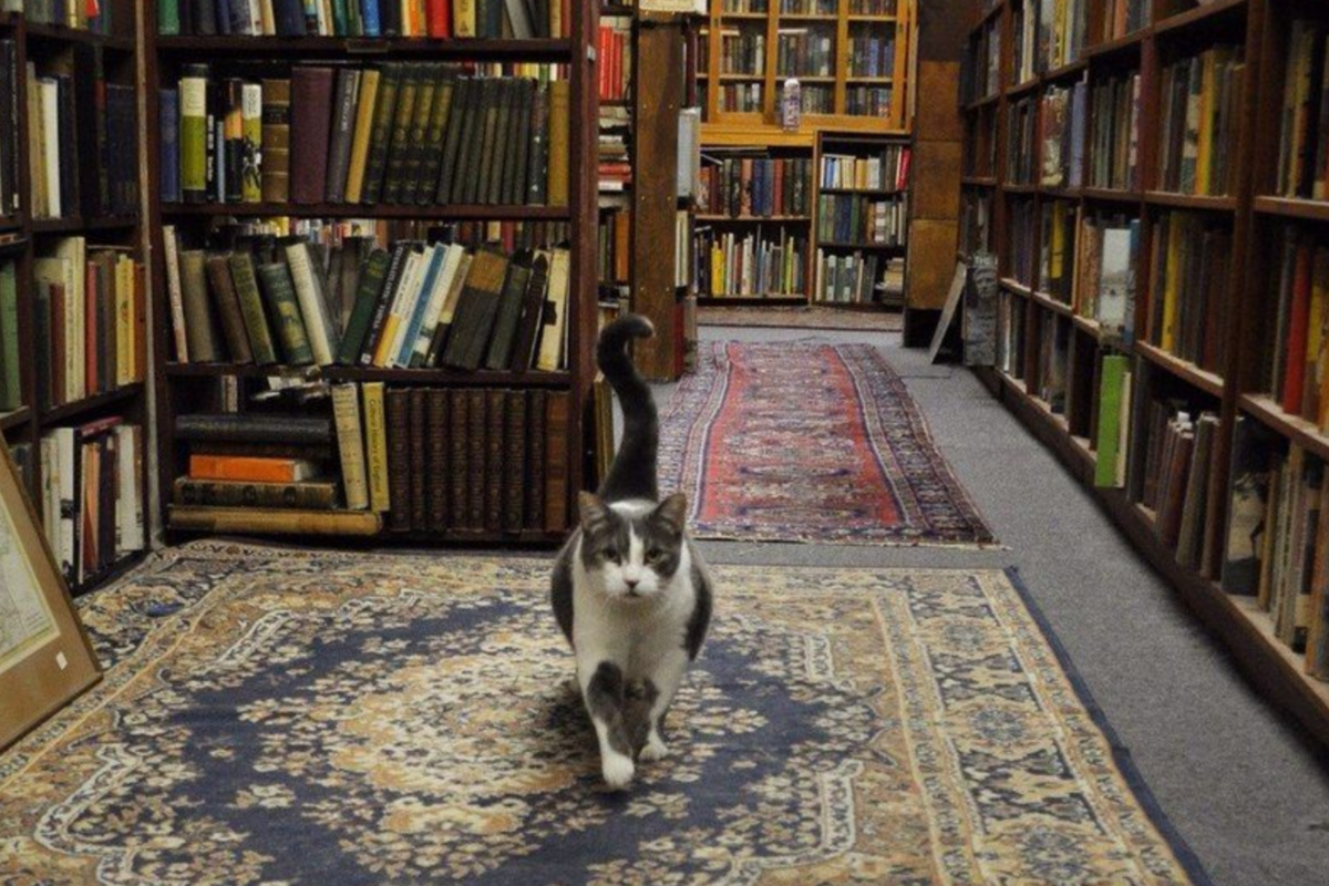 ���� � �� ���������. ���-������������. �������� ����: reactor.cc