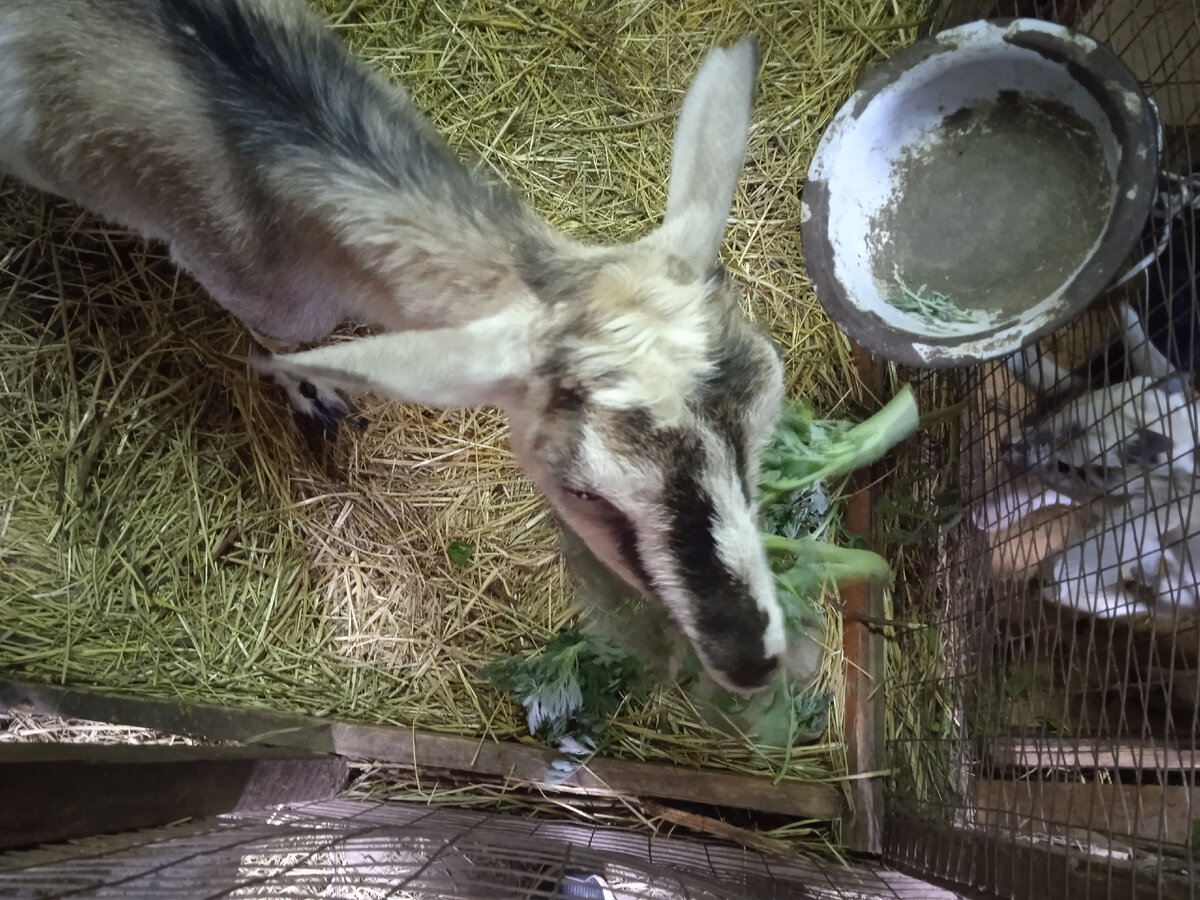 Козочка нравится полынь