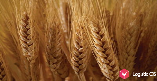 Экспортная пошлина на пшеницу 2024
