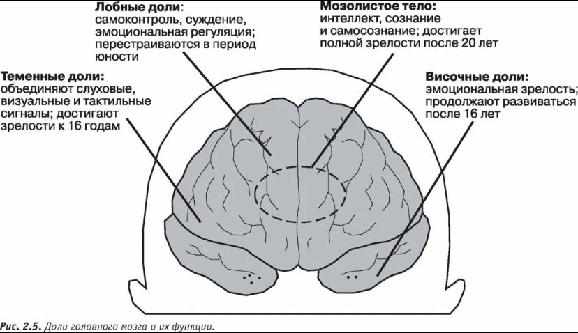 Лобная головного мозга. Лобная доля функции. Функции лобной доли головного мозга. Доли коры головного мозга и их функции. Доли могза функци таблица.