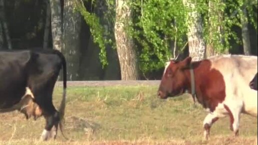 Баженит жизнь в деревне на пенсию | Живая Сибирская деревня тихий вечер ...