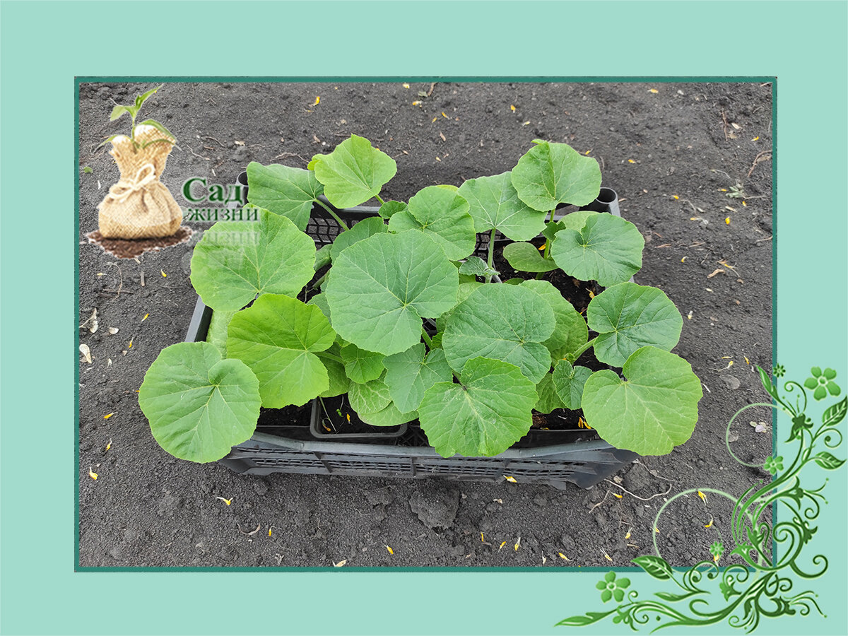 Высадка рассады тыквы на постоянное место