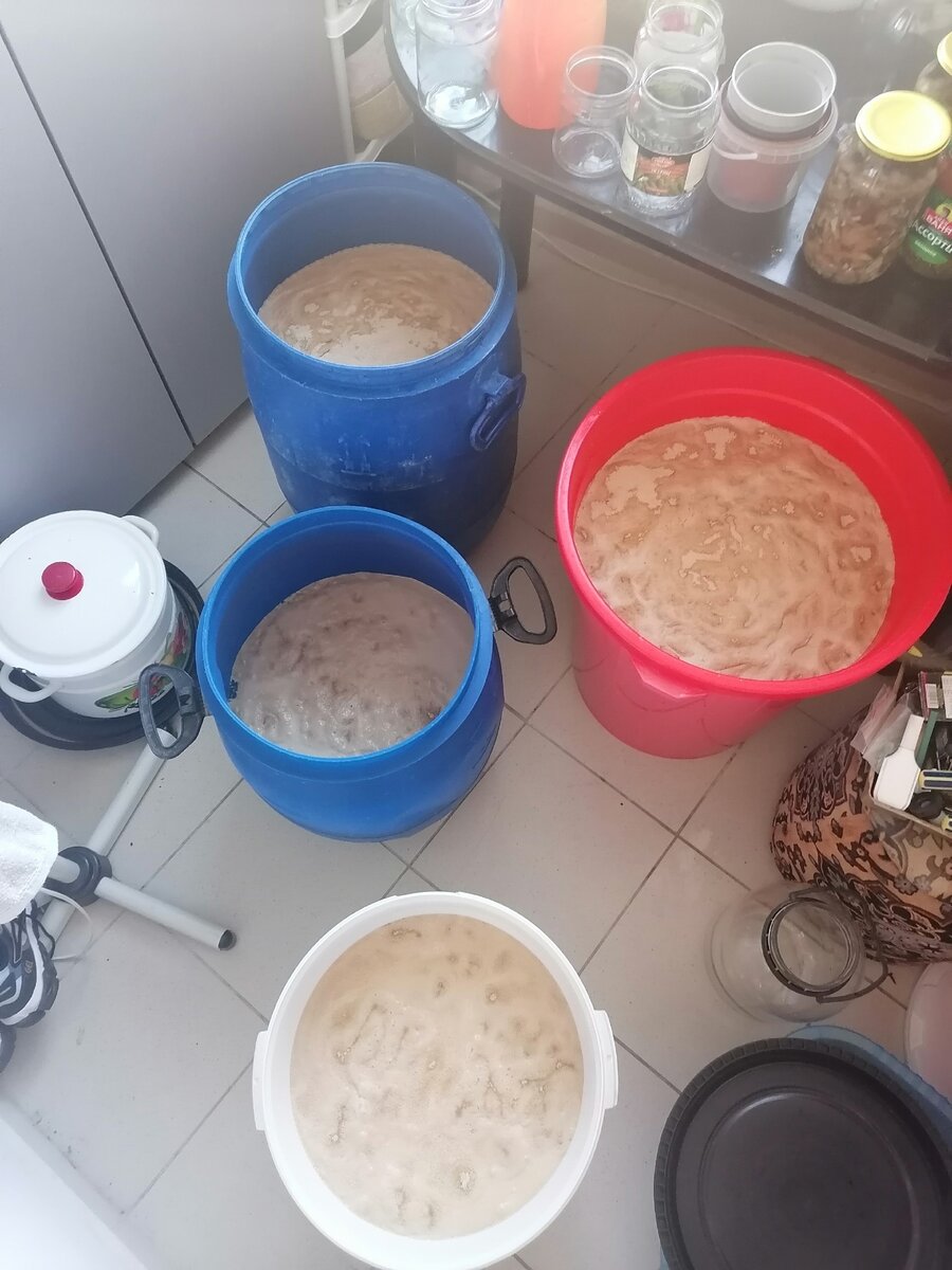 Мои четыре бродильные ёмкости.