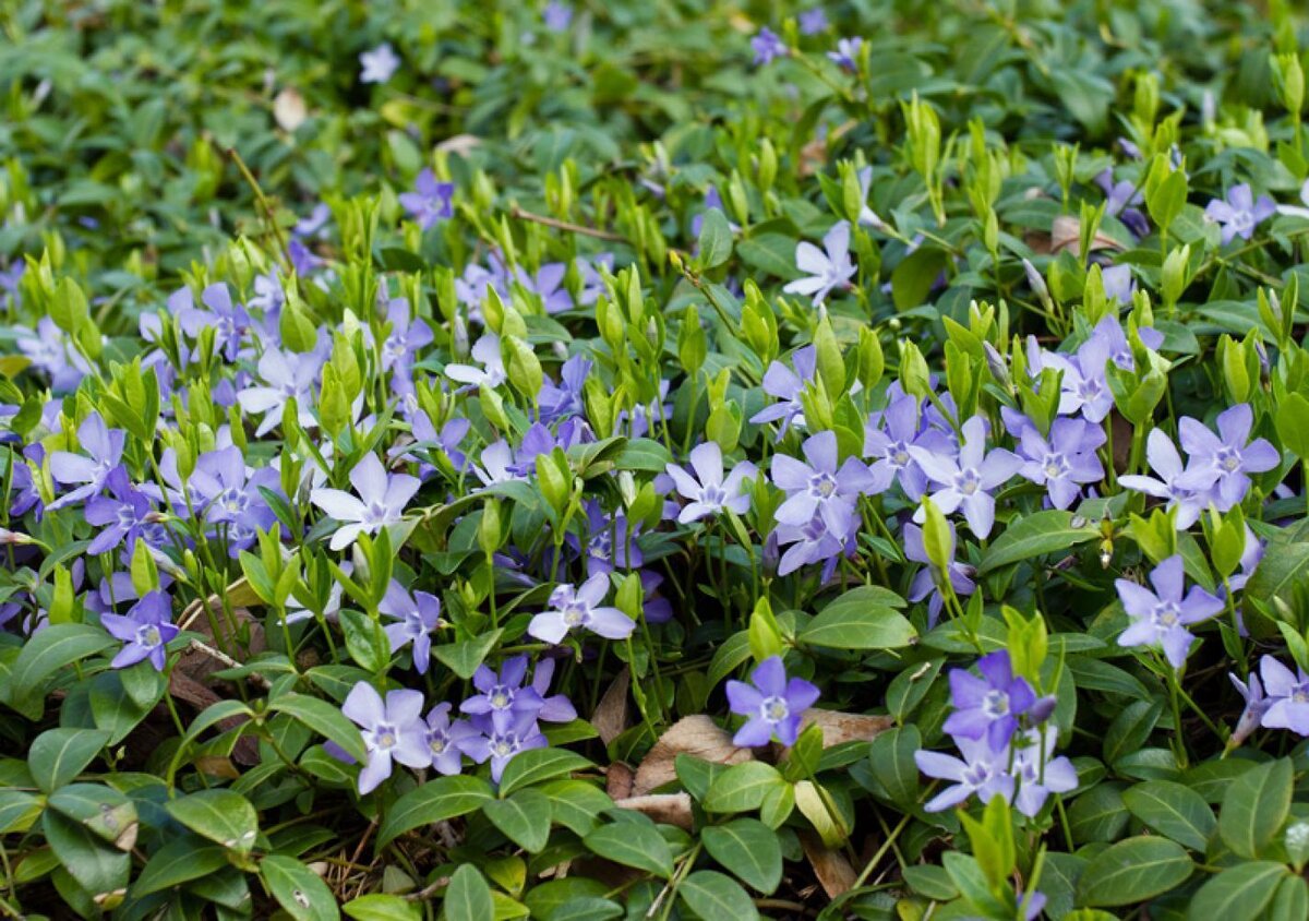 Барвинок малый (Vinca Minor)