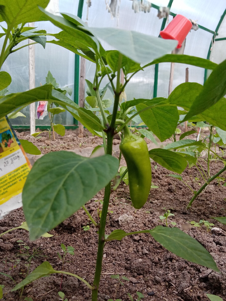 Настоящий перец. 