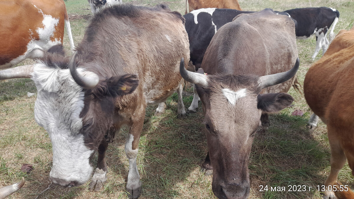 Голуба с сердечком на лбу. Рядом мать ее, Доча