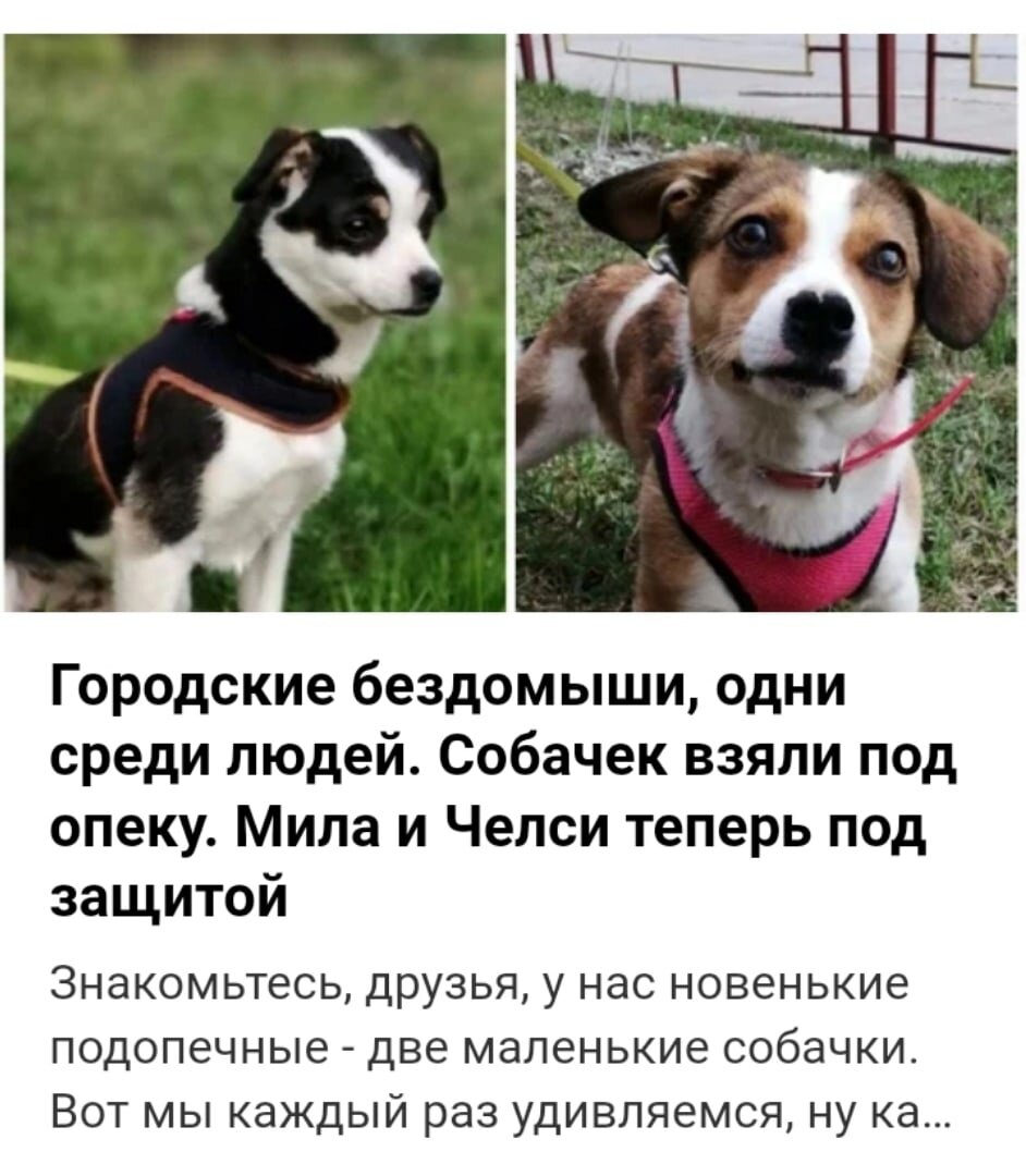 Статья на дзене и ни одного отклика домой