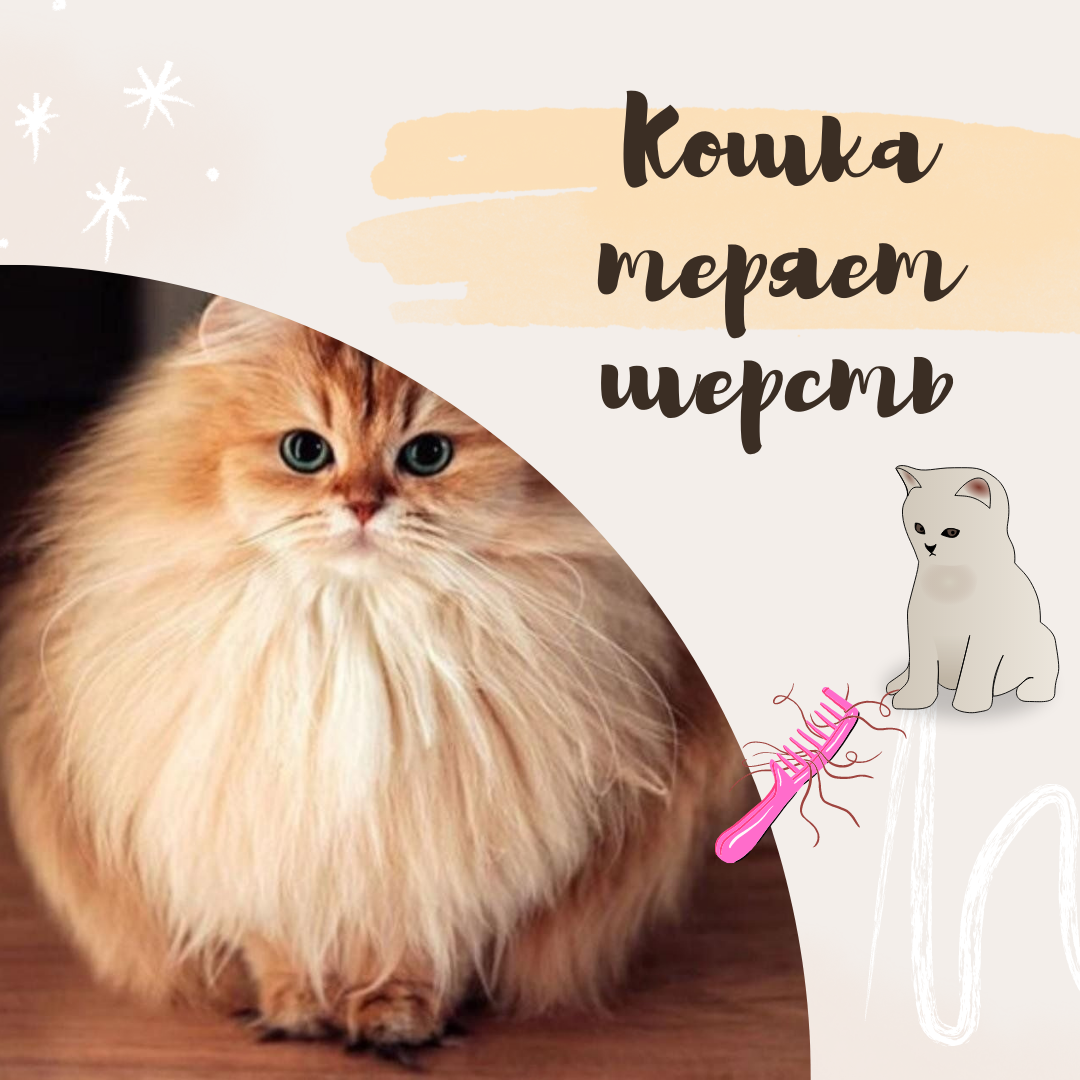 Что делать, если у кота выпадает шерсть