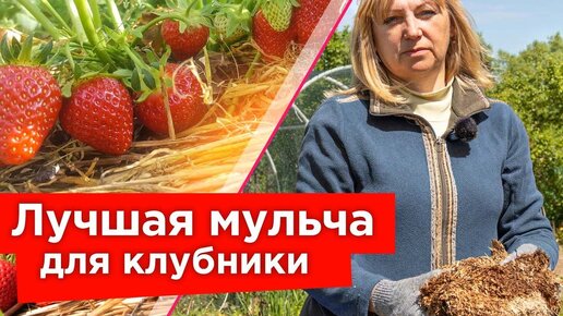 Будете собирать клубнику ведрами все лето и меньше поливать! Вот простой прием!