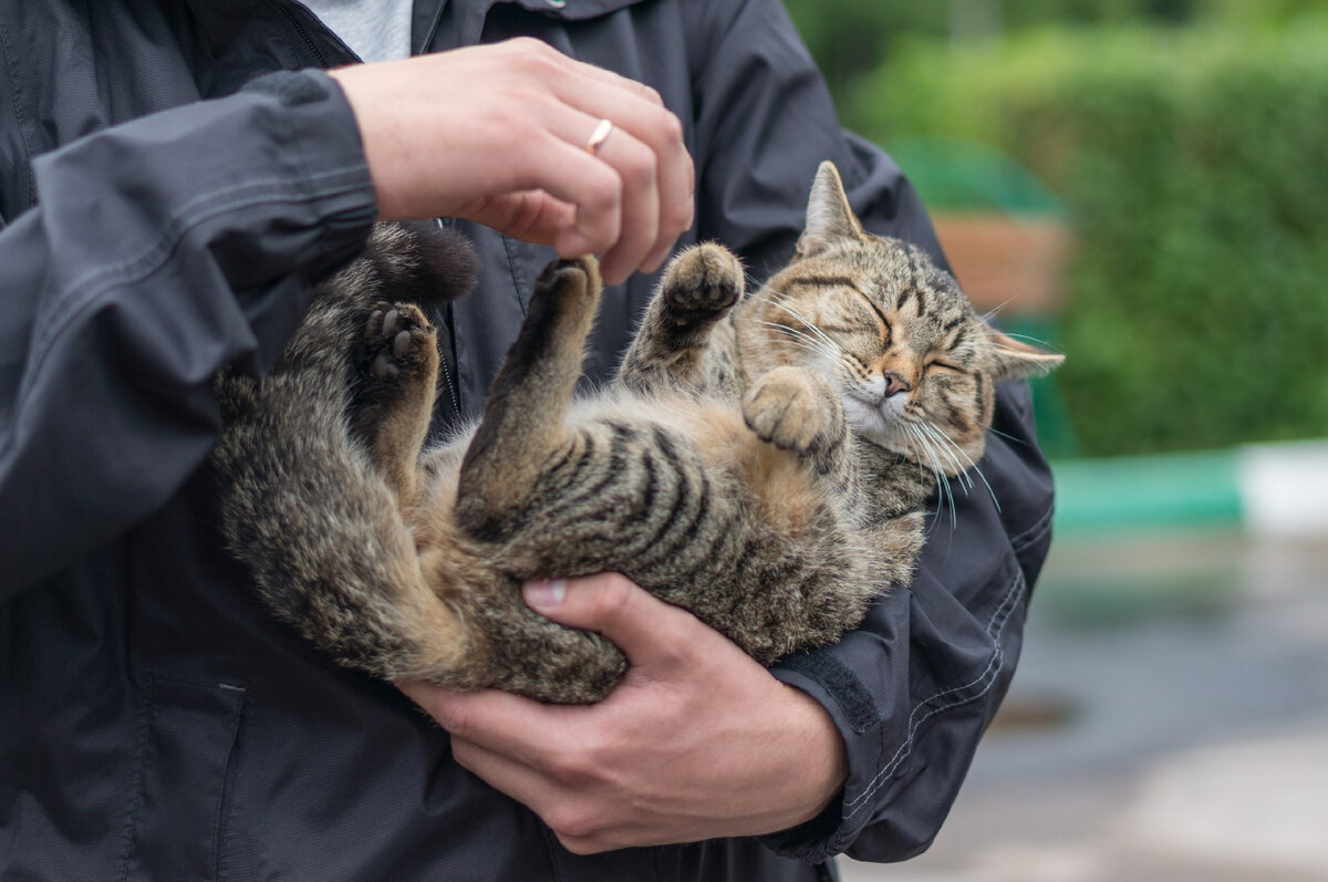 Где держать кота. Кот на руках. Кошечка в мужских руках. Держит кота. Котенок на руках.