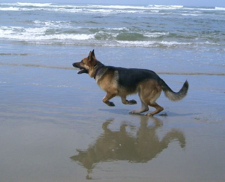 Источник https://www.pinterest.com/pin/dog-13-german-shepherd-by-cyborgsuzystock-on-deviantart--497436721313095445/