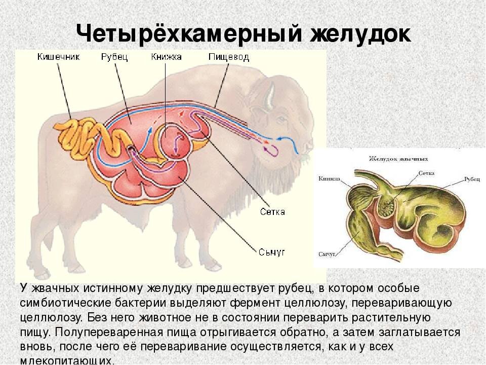 Сколько желудков. Строение желудка жвачных млекопитающих. Пищеварительная система жвачных животных схема. Отделы желудка у жвачных млекопитающих. Строение многокамерного желудка жвачных млекопитающих.