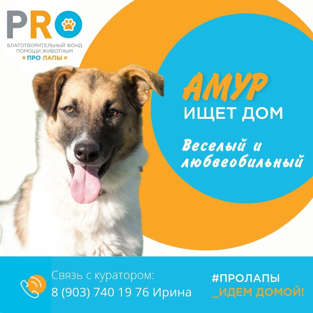  Амур невероятно красивый, статный, подвижный и любвеобильный пес.🐶 Он с первых секунд завоюет даже самое холодное сердце своей нежностью, веселостью и добротой.