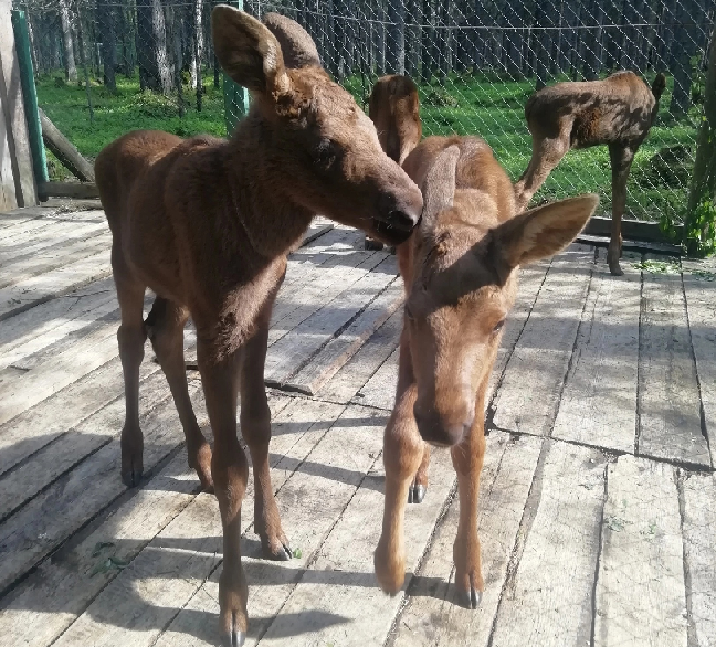 О чем-то решили пошептаться!