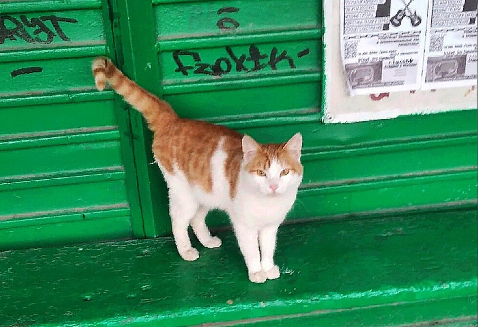 Котик присматривался ко всем. Ждал хозяев.