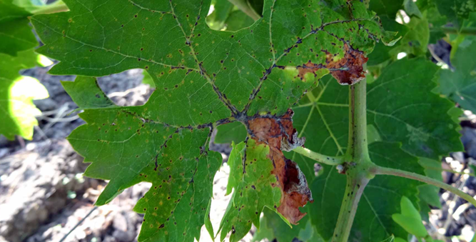 Черная пятнистость винограда: как не упустить болезньс