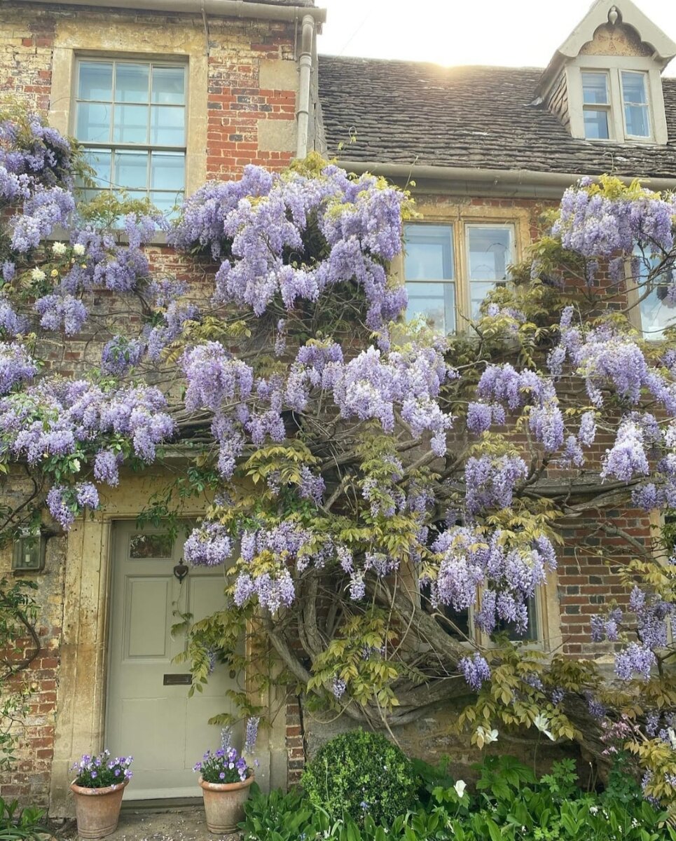 Конечно глициния у входа в дом. Обязательная примета английского сада. Как у нас - сирень