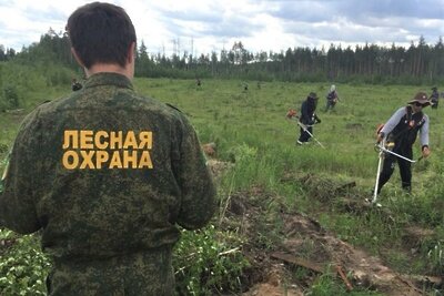    Работы по проведению лесоводственных уходов © Пресс-служба Комитета лесного хозяйства Московской области