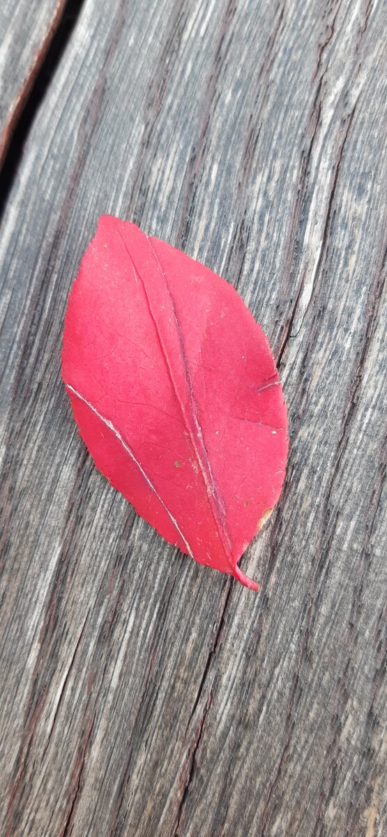 Листок из той осени...